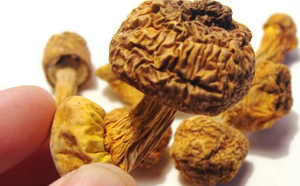巴西菇、姬松茸烘干機-怎樣烘干色澤好且菇體褶片完整？