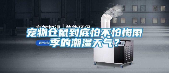 寵物倉鼠到底怕不怕梅雨季的潮濕天氣？