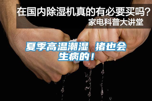夏季高溫潮濕 豬也會(huì)生病的！