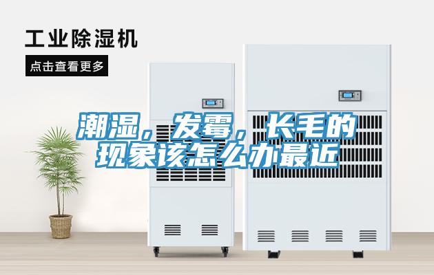潮濕，發(fā)霉，長(zhǎng)毛的現(xiàn)象該怎么辦最近