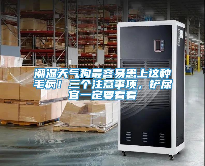 潮濕天氣狗最容易患上這種毛病！三個注意事項，鏟屎官一定要看看