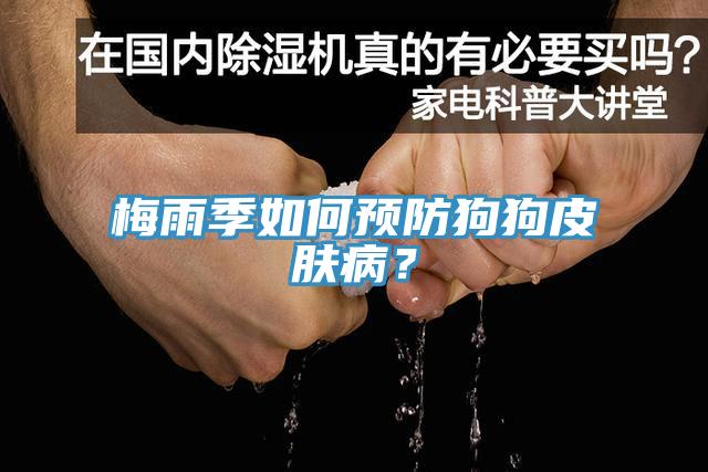 梅雨季如何預(yù)防狗狗皮膚?。?></div>
								<div   id=