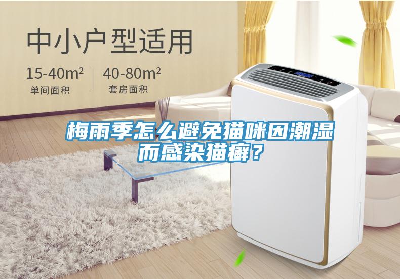 梅雨季怎么避免貓咪因潮濕而感染貓癬？