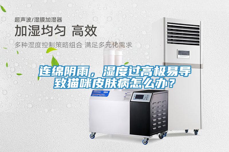 連綿陰雨，濕度過高極易導(dǎo)致貓咪皮膚病怎么辦？