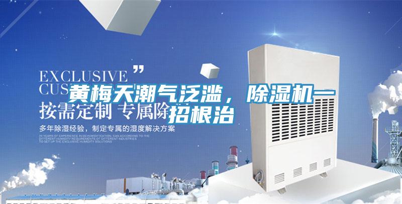 黃梅天潮氣泛濫，除濕機一招根治