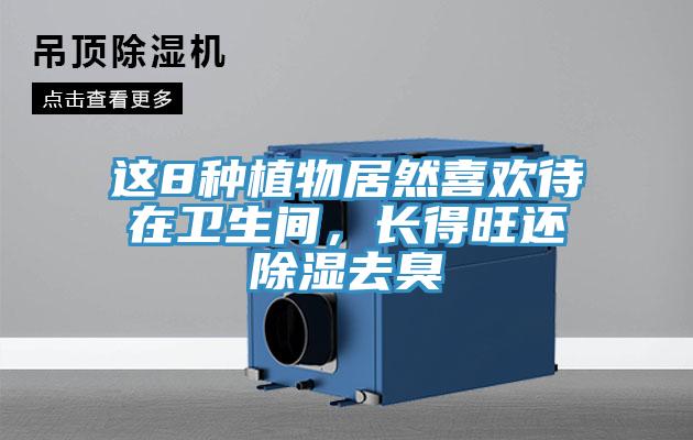 這8種植物居然喜歡待在衛(wèi)生間，長得旺還除濕去臭